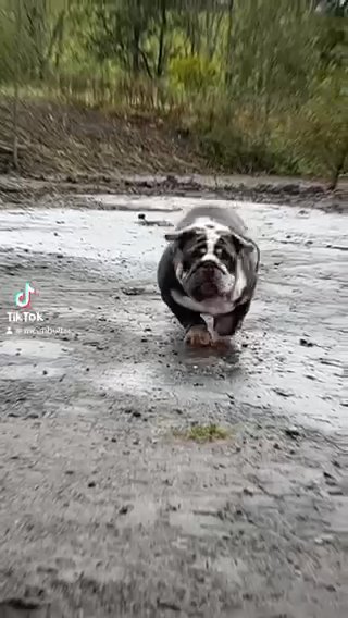 Stud Dog
