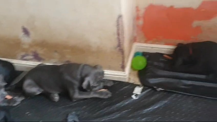 cane corso