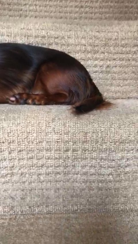 KC Miniature Dachshund Female