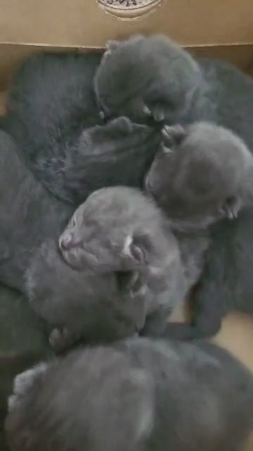 British shorthair kitten
