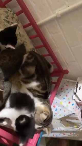 ? ? ?? 4 BEUATIFUL KITTIES AVAILABLE ? ? ??
