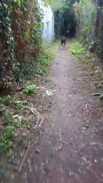 Bruno Cane corso mix