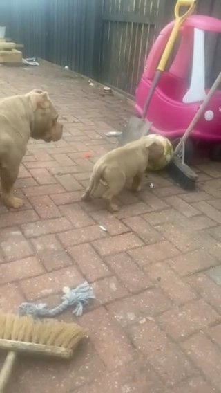 Pocket Bully’s For Sale