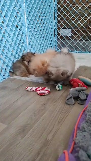 Bestpoms puppies available