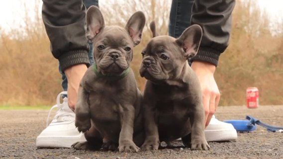 Blue Frenchbulldog