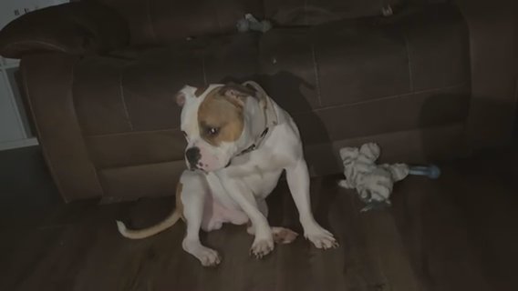 Pocket Bullys