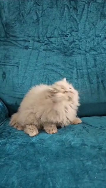 stunning British longhaired female kitten