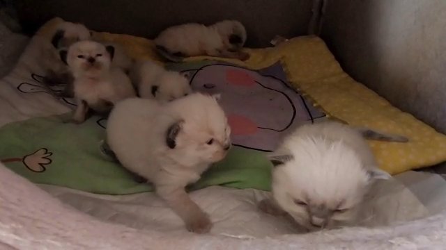 GCCF registered kittens