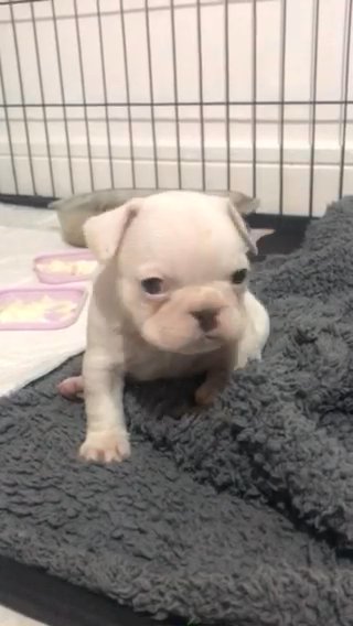 French Bulldog Puppies