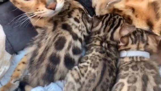 ROYAL PEDIGREE SHOW QUALITY STRIKING BENGALS
