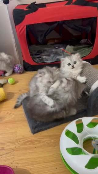 Scottish Straight Kittens Tica