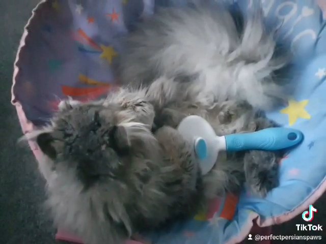PERSIAN GCCF ACTIVE STUD DUTIES ONLY - FLAT FACE BLUE