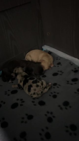 Beautiful Yorkiepoo’s For Sale