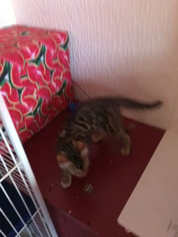 bengal kitten