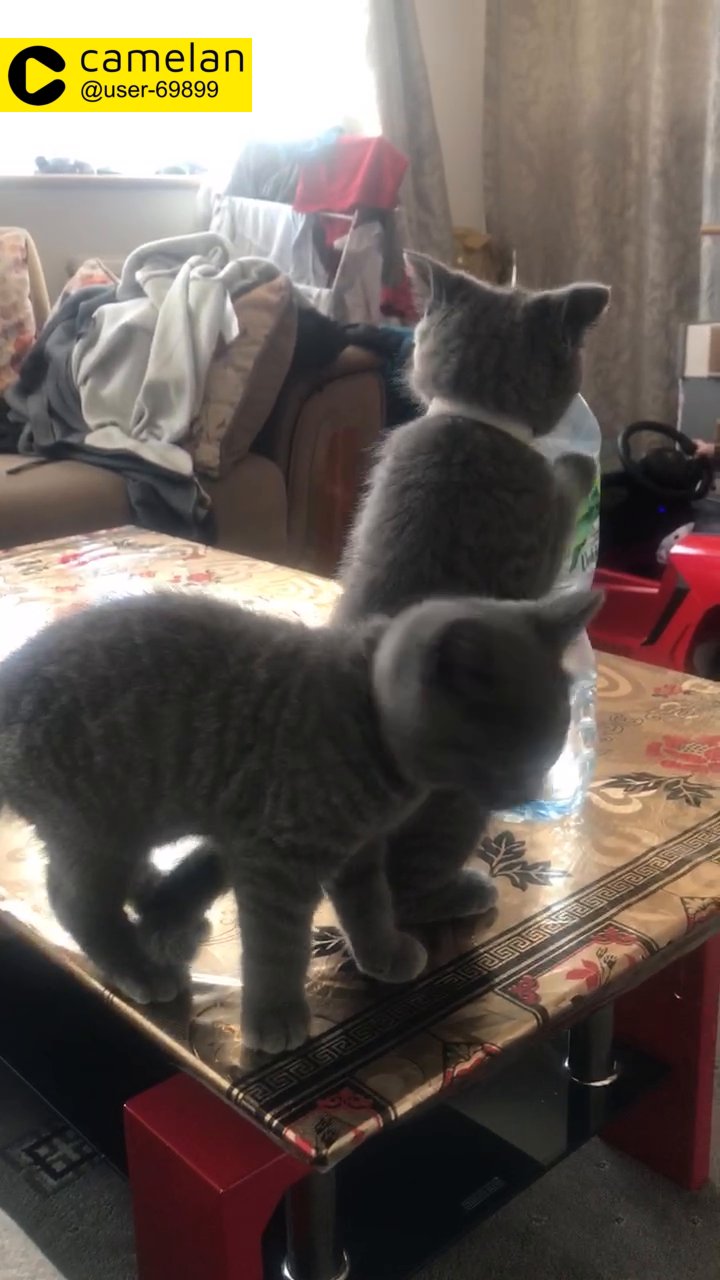 beautiful British shorthair blue/grey kittens
