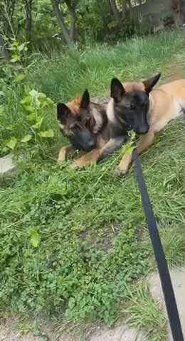 Belgian Malinois