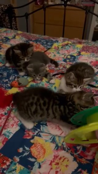 Adorable Kittens