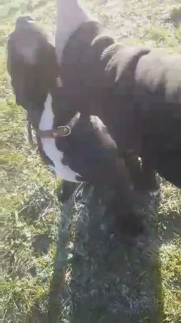 STRAFFORSHIRE TERRIER