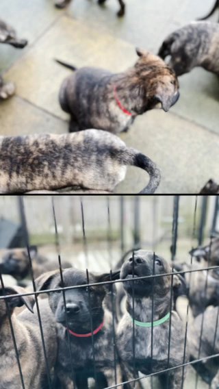 Dutch Herder Pups Ready For Collection