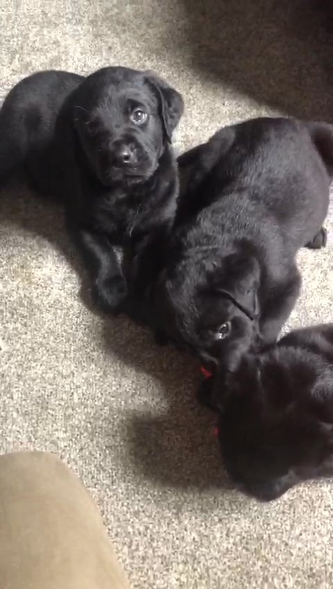 Labrador rotties