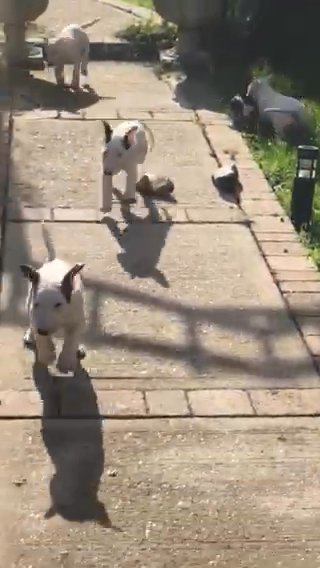 English bull terrier pups kc registered