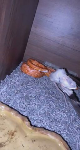 red eyed corn snake