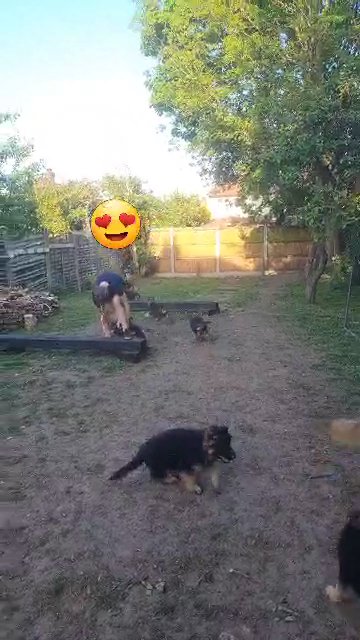 KC registered German Shepherd pupps