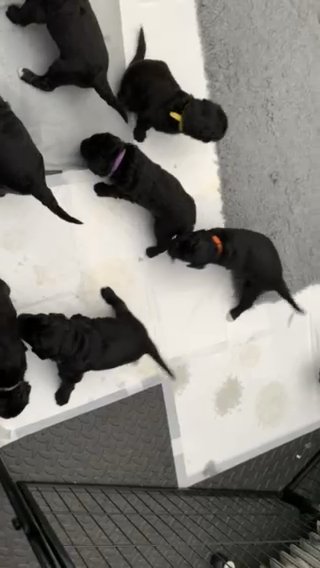 Bernedoodles