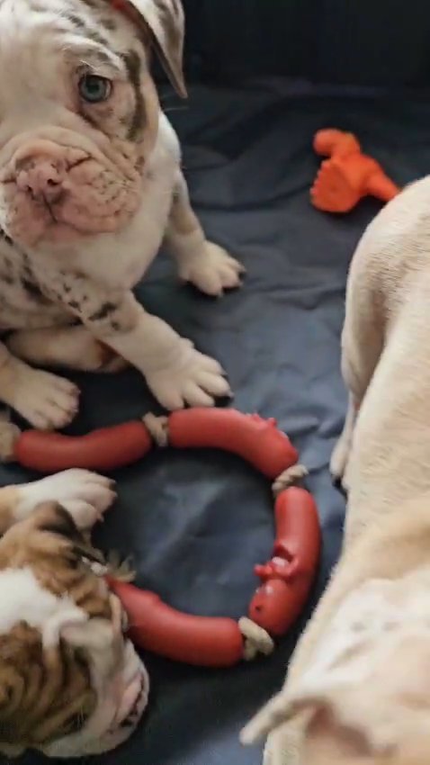 *Just 1 LEFT* REDUCED 8 Purebred Olde English Bulldogge Puppies