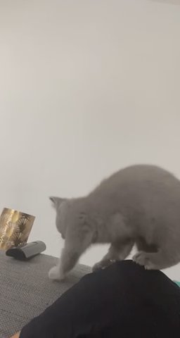 British shorthair female for sale