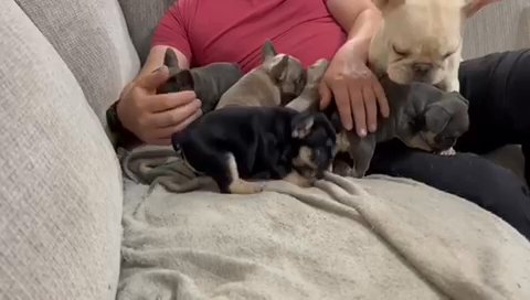 KC registered French Bulldog Puppies
