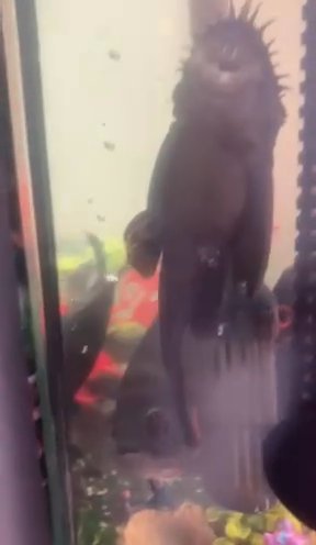 Bristlenose Pleco For Sal
