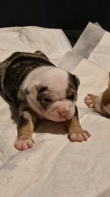 8 Olde English Bulldogges for sale