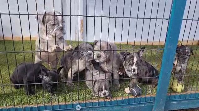 Pedigree Blue Eyed Frenchi Puppies with DWKC Certifice