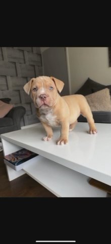 American Pocket Bully’s
