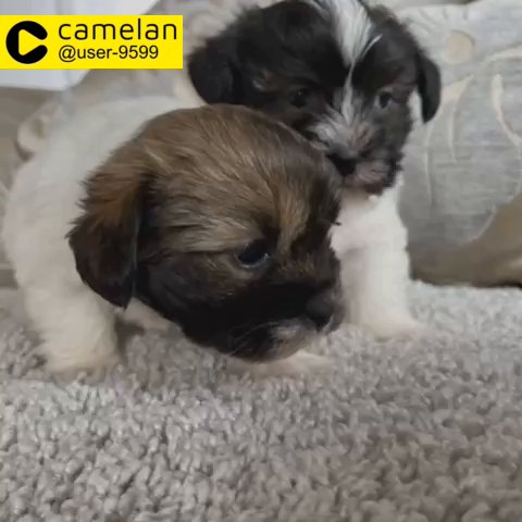 shih tzu x Yorkshire