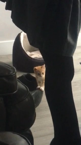 ginger kitten with white paws