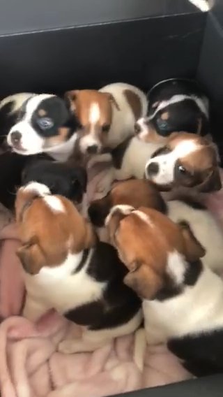 miniature jackrussel Puppies