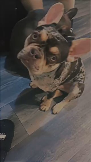 TRI STUD Frenchie ?