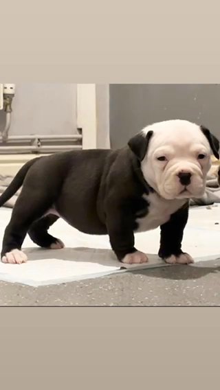 American Pocket Bully Pups Ready To Leave