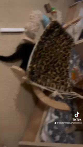 Maine coon Kittens