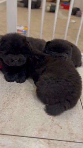 Chow Chow ABKC Registered Pups 2 Left