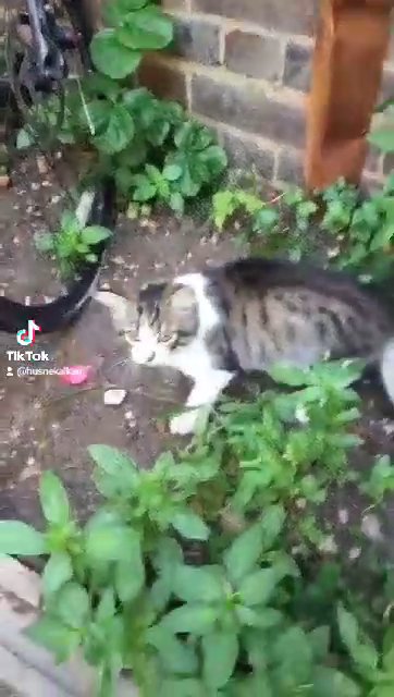 Tabby mix ragdoll