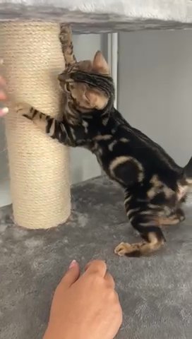 Tica Reg Marble Bengals