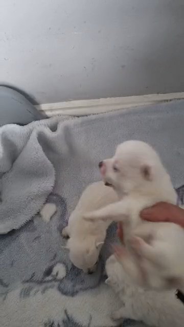 Adorable litter puppies for sale