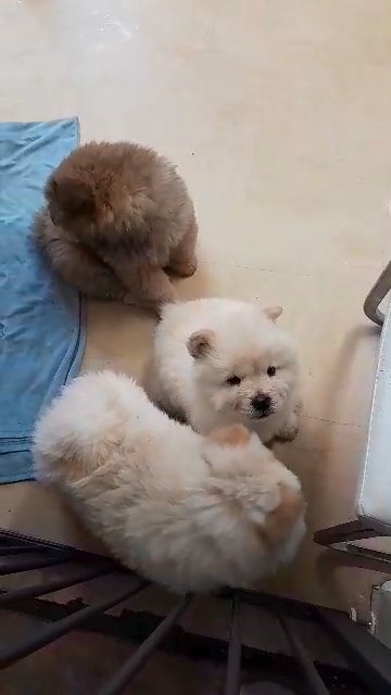chow chow puppies