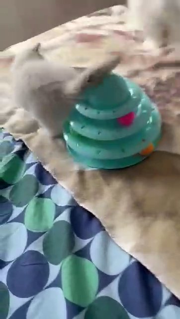 ? GCCF Certified Pedigree Ragdoll kittens ? 2 left