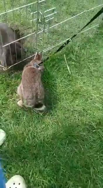 *Reduced* Netherland dwarf buck