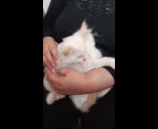 Ragdoll kittens