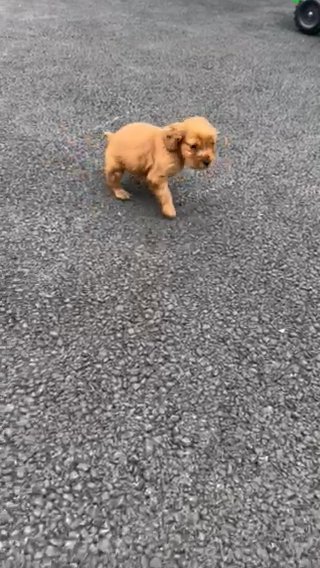 show type cocker spaniel